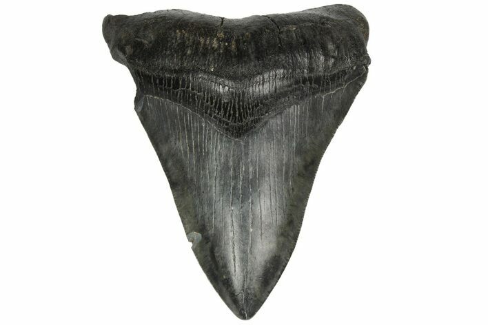 Fossil Megalodon Tooth - South Carolina #186764